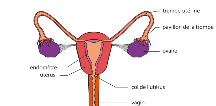 Utérus et ovaires